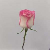 رز جمیلیا