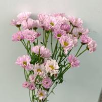 دسته گل کرزنتیا بابونه صورتی