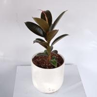 گلدان فیکوس بلک کوچک