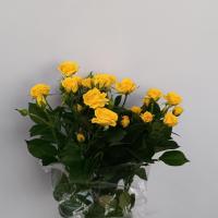 رز مینیاتوری زرد