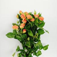 رز مینیاتوری نارنجی