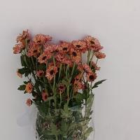 کرزنتیا بابونه گلبهی