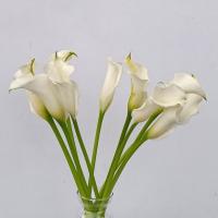 شاخه گل شیپوری سفید