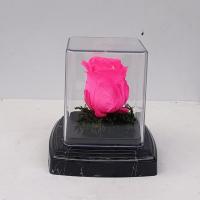 رز جاودان صورتی