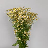 دسته گل بابونه معطر