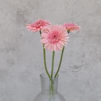 ژربرا صورتی