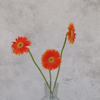 ژربرا نارنجی