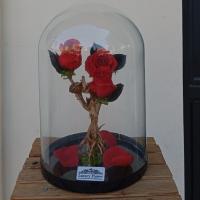 رز جاویدان تنه ای