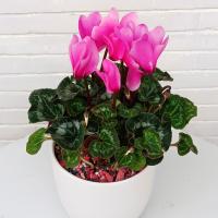 گلدان سیکلمه صورتی