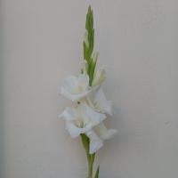  گلایل سفید
