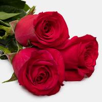 رز هلندی سرخابی 