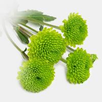 دسته گل داوودی سبز