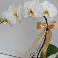 گلدان ارکیده سفید
