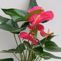 گلدان آنتوریوم صورتی