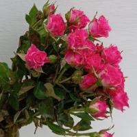 دسته گل رز مینیاتوری سرخابی