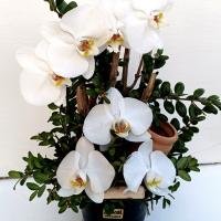 سطل فلزی ارکیده سفید