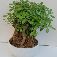 گلدان بونسای میخک هندی