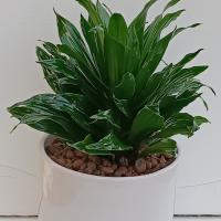 گلدان کامپکت