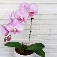 گلدان ارکیده صورتی