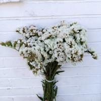 دسته گل زنبوری سفید