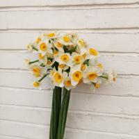 دسته گل نرگس 