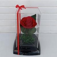 جاویدان ماک