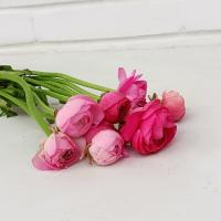 آنمان صورتی