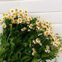 دسته گل بابونه