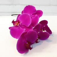 ارکیده تک گل بنفش