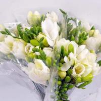 دسته گل فرزیا قرمز