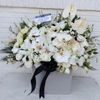 باکس گل ختمی