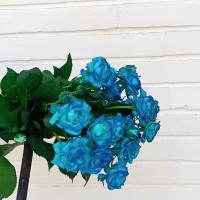 رز مینیاتوری آبی