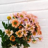 دسته گل داوودی بابونه‌ ای صورتی