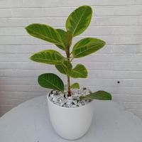 گلدان فیکوس سیلور