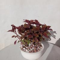 گلدان حسن یوسف