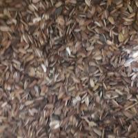 تخمه قرمز مخصوص طوطی سانان