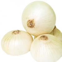 پیاز سفید درشت