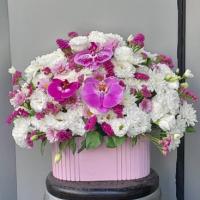 باکس ساریا