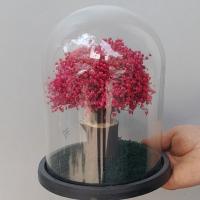 درختچه جاودان