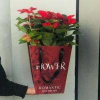 گلدان کریسمس