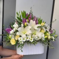 باکس شیوا