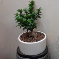 بن سای جنسینگ