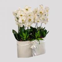 باکس گل افروز