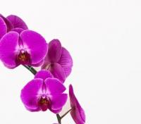 گلدان ارکیده بنفش ارتفاع: 50 سانتی متر