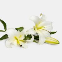 لیلیوم اورینتال سفید 1 شاخه