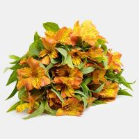  دسته گل آلسترومریا نارنجی 1 دسته (10 شاخه)