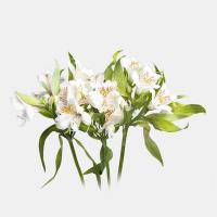 دسته گل آلسترومریا سفید 1 دسته