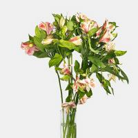 دسته گل آلسترومریا صورتی 1 دسته - گل فروشی بی بی گل (یوسف آباد)