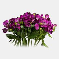دسته گل آلسترومریا بنفش 1 دسته - گل فروشی بی بی گل (یوسف آباد)