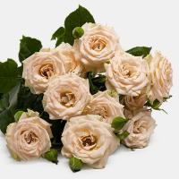 دسته گل رز مینیاتوری گلبهی 3 تا 4 شاخه